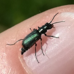 Cordylepherus viridis