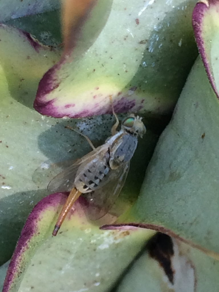 Artichoke Fly