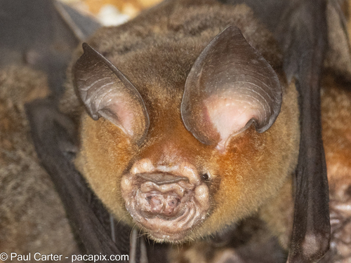 Ha Long Roundleaf Bat (Hipposideros alongensis) — Vulnerable Mammalia