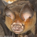 Hipposideros alongensis - Photo (c) Paul Carter, alguns direitos reservados (CC BY-NC), uploaded by Paul Carter