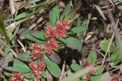 Euphorbia densiflora