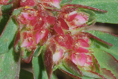 Euphorbia densiflora