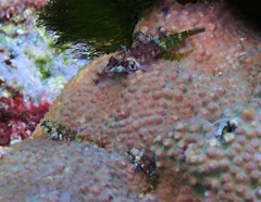 Enneapterygius similis