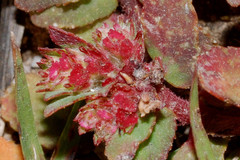 Euphorbia densiflora