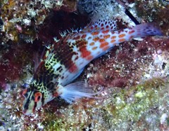 Cirrhitichthys falco