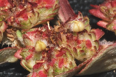 Euphorbia densiflora