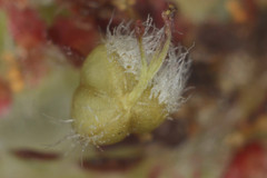 Euphorbia densiflora
