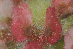 Euphorbia densiflora