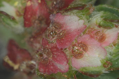 Euphorbia densiflora