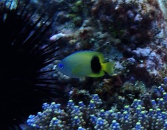 Plectroglyphidodon johnstonianus