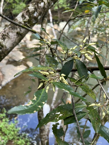Arthroclianthus angustifolius observed 2024-08-04