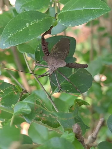 Rhamnomia dubia dubia