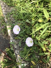 Convolvulus arvensis
