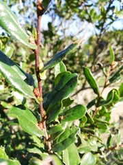 Diospyros scabrida
