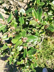 Diospyros scabrida