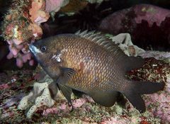Cochleoceps orientalis