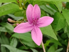 Pseuderanthemum laxiflorum