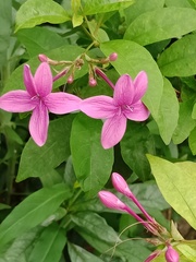 Pseuderanthemum laxiflorum
