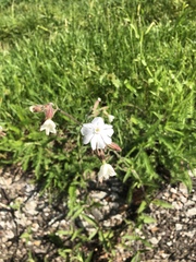 Silene latifolia