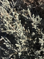 Caroxylon nollothense