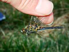 Leucorrhinia borealis