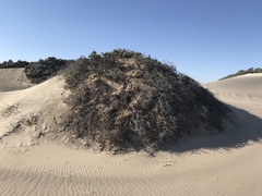 Caroxylon nollothense