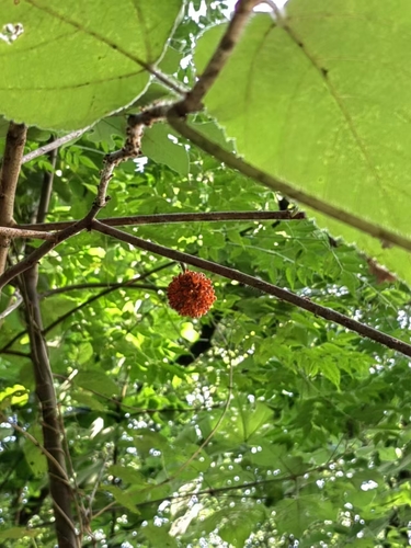 Paper mulberry
