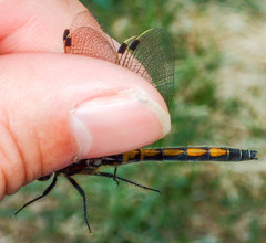 Leucorrhinia borealis