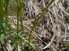 Ranunculus breyninus
