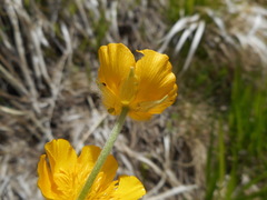 Ranunculus breyninus