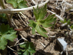 Ranunculus breyninus