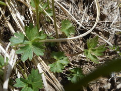 Ranunculus breyninus