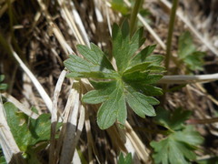 Ranunculus breyninus