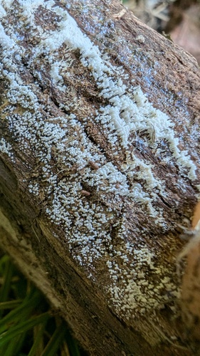 Henningsomyces candidus