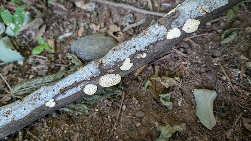 Daedaleopsis styracina