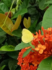 Eurema blanda arsakia