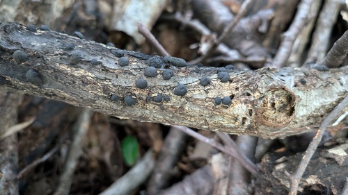 Annulohypoxylon truncatum