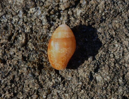Pyrene punctata observed 2024-07-31