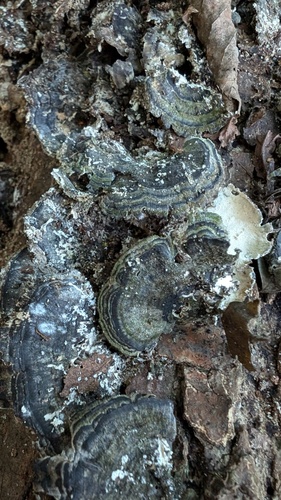 Trametes versicolor