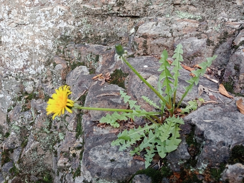 hook-lobed dandelion (Taraxacum hamatum)
