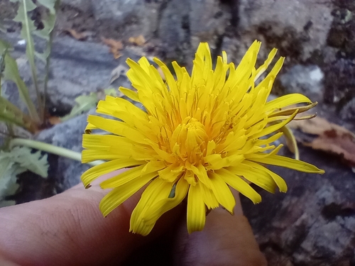 Image of Taraxacum hamatum by (c) John Barkla, some rights reserved (CC BY)