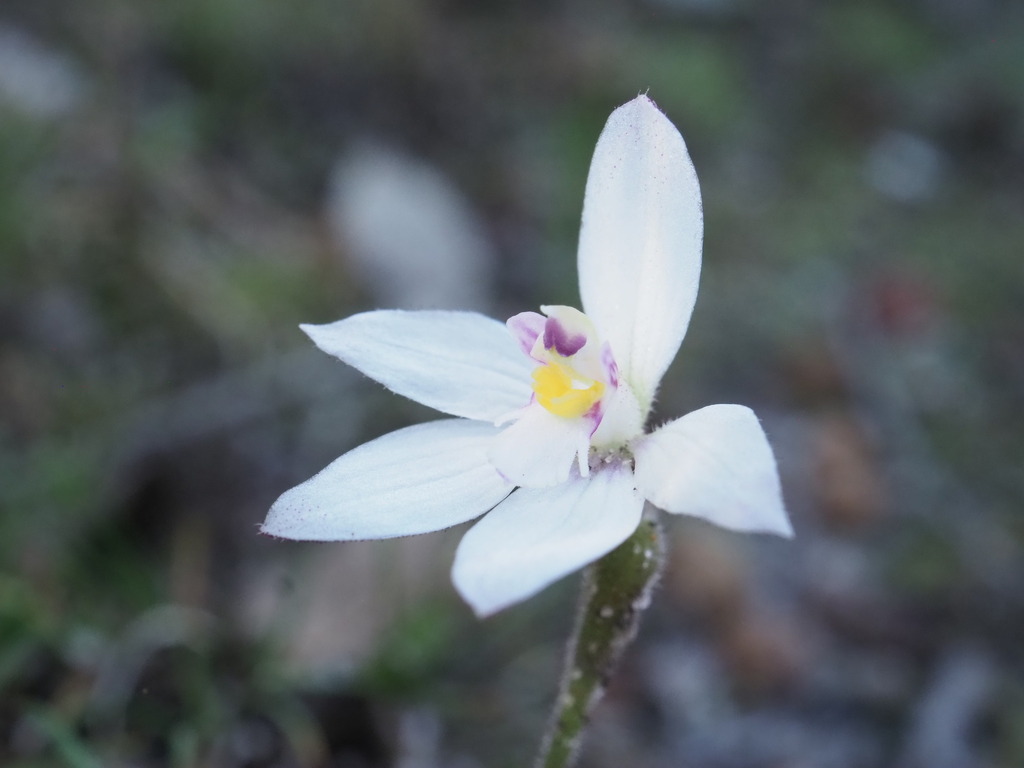 Caladenia reptans