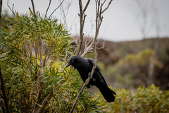 Forest Raven photo 6