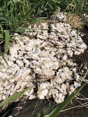 Schizophyllum commune