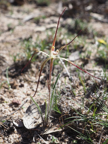 Image of Caladenia xantha by (c) Hugo Innes, some rights reserved (CC BY)