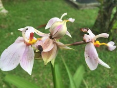 Spathoglottis carolinensis
