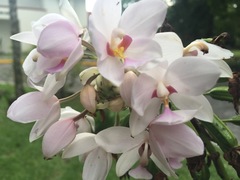 Spathoglottis carolinensis