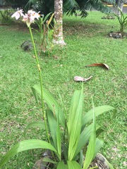 Spathoglottis carolinensis