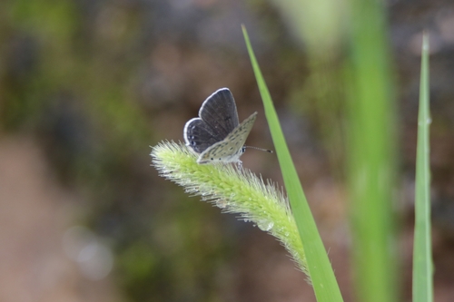 Tongeia filicaudis