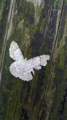 Pingasa ruginaria pacifica